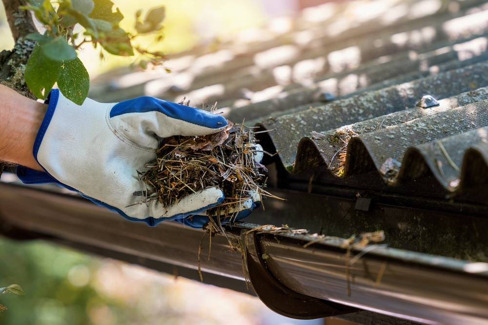 Hand,with,glove,cleaning,house,gutter,from,leaves,and,needles